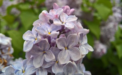 丁香, 花, 淡紫色的花, 绽放, 特写, 丁香灌木, 紫色的花