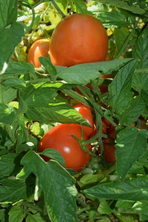 番茄, 红色, 绿色, 成熟, 不成熟, 蔬菜, 食品