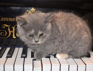 猫, 钢琴, 小猫, 宠物