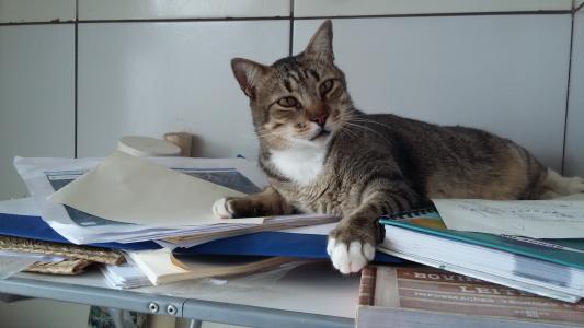 猫, 轨枕, 研究