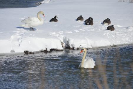 天鹅, 雪, 流, 自然, 冬天, 鸟, 白色