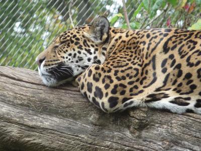 豹, 野猫, 大猫, 博茨瓦纳, 非洲, 野生动物园, 国家公园