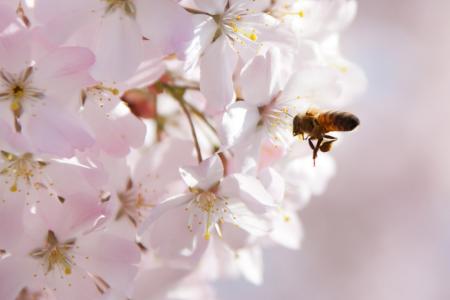 动物, 蜜蜂, 开花, 樱桃, 特写, 花香, 花