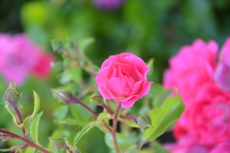 粉色, 玫瑰花蕾, 花, 花园, 自然, 花卉园, 春天