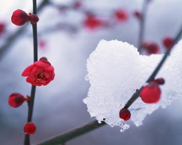 冬天, 雪, hambaknun, 茶花的花语