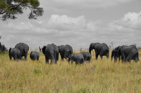 大象, 坦桑尼亚, 非洲, 行, 自然, 小象, 绿色