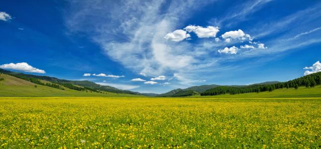 黄色的花, 毛茛, 一方, 花的山谷, 鲍嘉村, 6 月, 蒙古