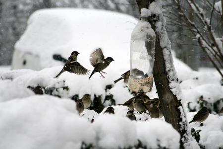 自然, 鸟, 麻雀, 冬天, 喂养, 喂鸟器, mag