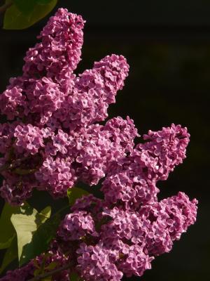 丁香, 普通丁香, 一种观赏灌木, 布什, 植物, 紫罗兰色, 开花