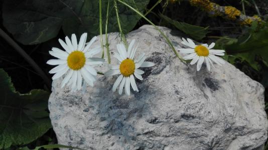 洋甘菊, 夏季, 6 月, 自然, 花, 植物, 花瓣