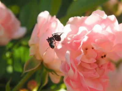 蚂蚁, 昆虫, 花园, 关闭, 上升, 粉色, 花