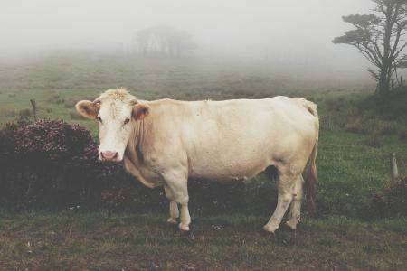 母牛, 动物, 牛奶, 农场, 耳朵, 牛群, 白色