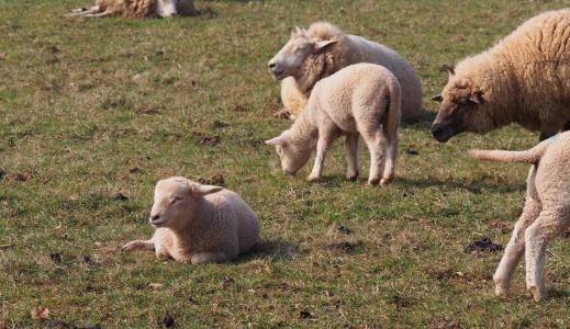 羊, 羔羊, 羔羊, 复活节, 动物, 羊毛, 春天