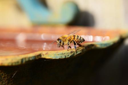 蜂蜜, 蜜蜂, 水, 巴克法斯特, 昆虫, 蜂蜜蜂, 翅膀