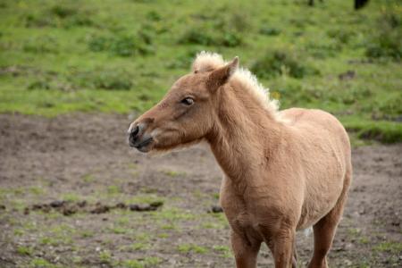 小马驹, 冰岛小马, 动物, 生物