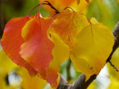 叶子, 秋天的颜色, 多彩, 秋天的树叶, 秋天的落叶, 秋天, 红色