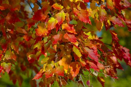 树, 叶子, 秋天, 橙色, 黄色, 秋天的树叶, 秋天