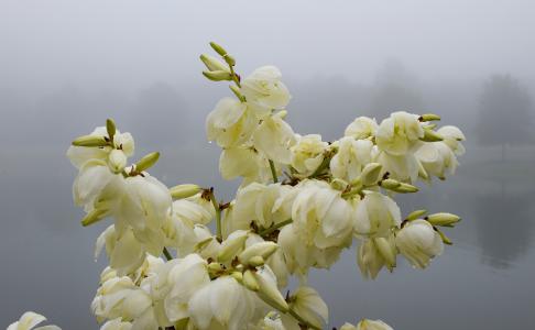 雨湿丝兰花, 晨雾, 雾, 湖, 丝兰, 花, 开花