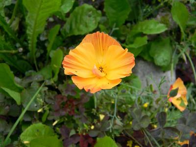 eschscholzia, 加州罂粟, 麦晋桁, 橙色, 花, 可爱的, 自然
