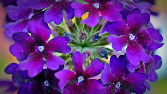 马鞭, 花, 紫罗兰色, 植物, 自然, 花