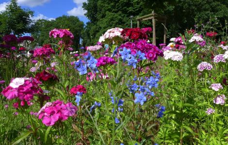 花草甸, 夏季, 夏天的花, 蓝色, 紫罗兰色, 花, 美丽