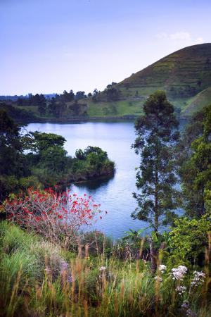 火山口湖, 波特尔堡, 乌干达, 红色的花朵, 叶子, 绿色, 小山