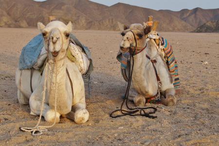 沙漠, 骆驼, 沙漠动物, 沙子, 埃及