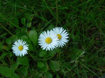 黛西, 草, 自然, 开花, 绽放, 白色, 绿色