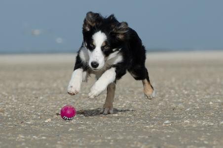 球, 走狗, 球狩猎, 海滩, 狗, 英国牧羊犬, 球瘾