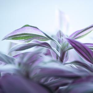紫色的小花, 叶子, 白花