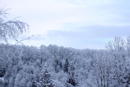 寒冷, 冬季森林, 天空, 蓝色, 冬天, 云彩, 白色
