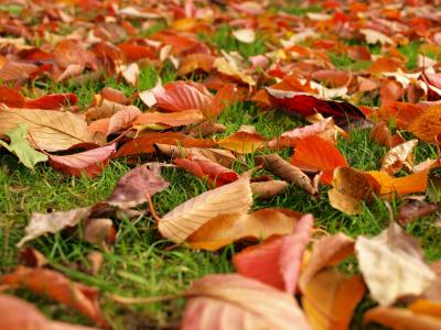 叶子, 秋天, 秋天, 草, 地面, 被, 红色
