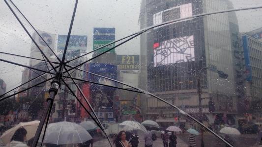 日本, 东京, 涩谷, 雨, 雨伞, 透明