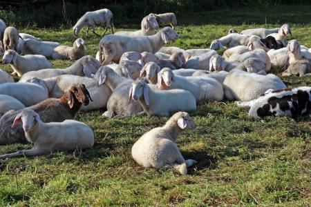牧场, 群羊, 羊群, 羊, 群居的动物, 集团, 在一起