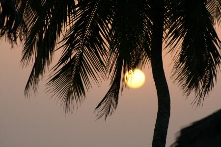 日落, 棕榈, 几内亚, 非洲