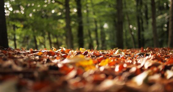 秋天, 秋天, 叶子, 模糊, 森林, 伍兹, 自然