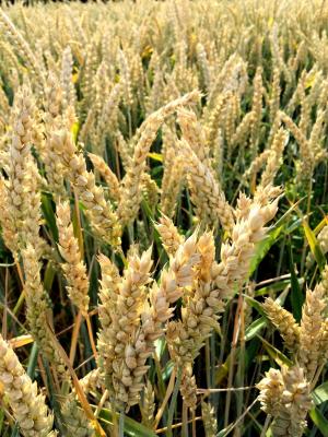 小麦, 谷物, 农业, 面包, 食品, 农业, 自然