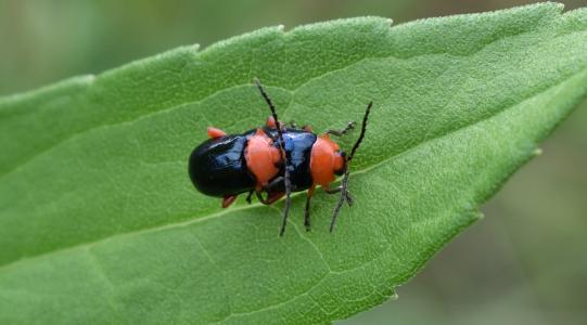 闪亮的跳蚤甲虫, 甲虫, 甲虫, bug, 昆虫, 昆虫飞行, 有翅膀的昆虫