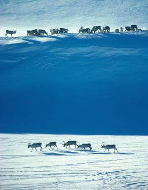 挪威, 野生驯鹿, 冬天, 性质, 雪