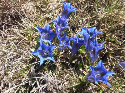 龙胆草, 库克剪龙胆, 龙胆欧洲, 花, 蓝色, 自然保育, 春天