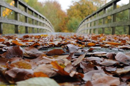 秋天的落叶, 这座木桥, 叶子, 秋天, 心情, 叶, 自然