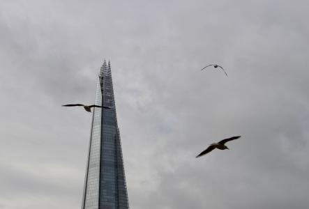 塔, 伦敦, 鸟类, 天空, 英格兰, 英国, 建筑