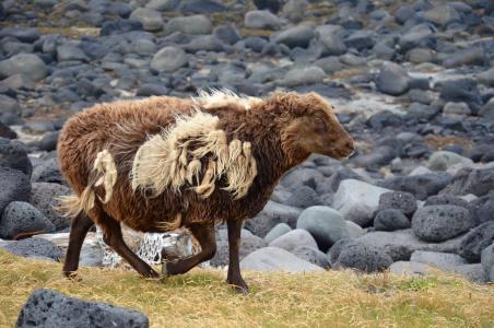羊, 动物, 冰岛, 羊毛, 哺乳动物, 毛皮