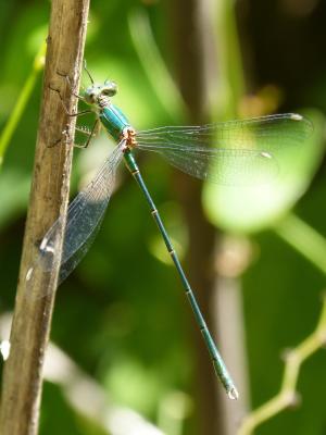 绿蜻蜓, 有翅膀的昆虫, 池塘, 湿地, 彩虹, 美, 干