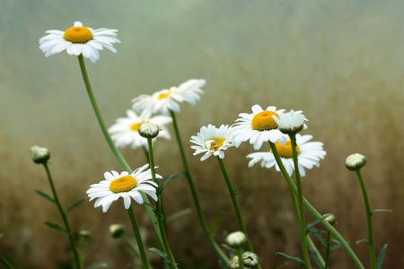 黛西, 花, 白色, 植物