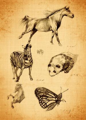 手绘, 联系人, 铅笔, 动物, 野生动物, 动物主题, 在野外的动物