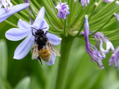 花, 蓝色, 昆虫, 蜜蜂, 自然, 授粉, 花粉