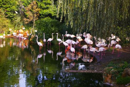 动物园, 佛兰芒 roze, 动物, 鸟, 自然, 火烈鸟, 野生动物