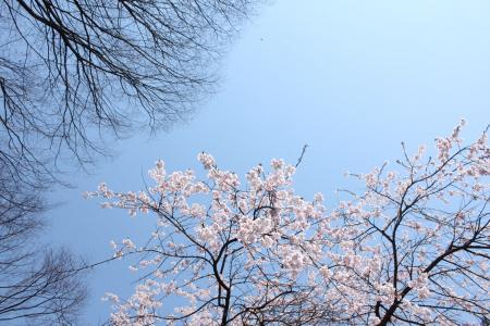 樱桃, 蓝蓝的天空, 美丽