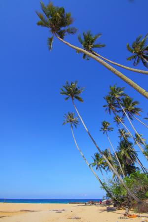 椰子, 海景, 自然, 海滩, 岛屿, 天堂, 热带